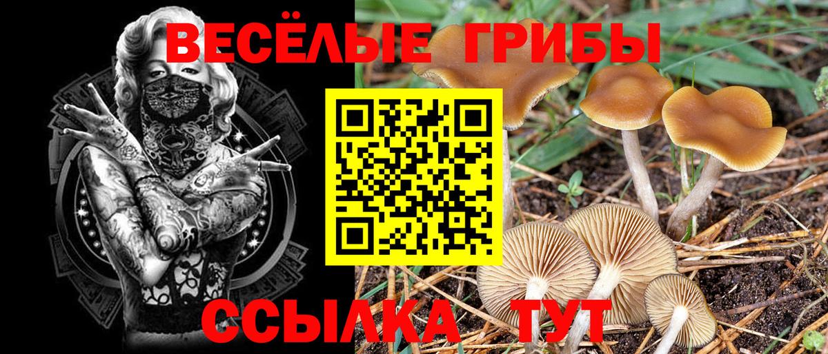 Псилоцибиновые грибы Cubensis  Вход с VPN  Гуково 